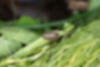 An image of a pill bug eating leaves