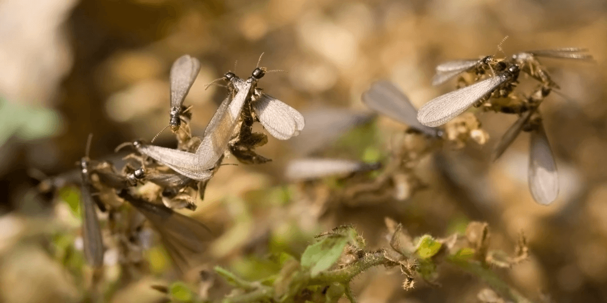 Winged eastern subterranean termites emerge from underground and swarm for mating season