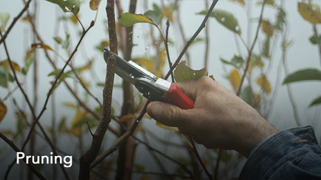 Pruning