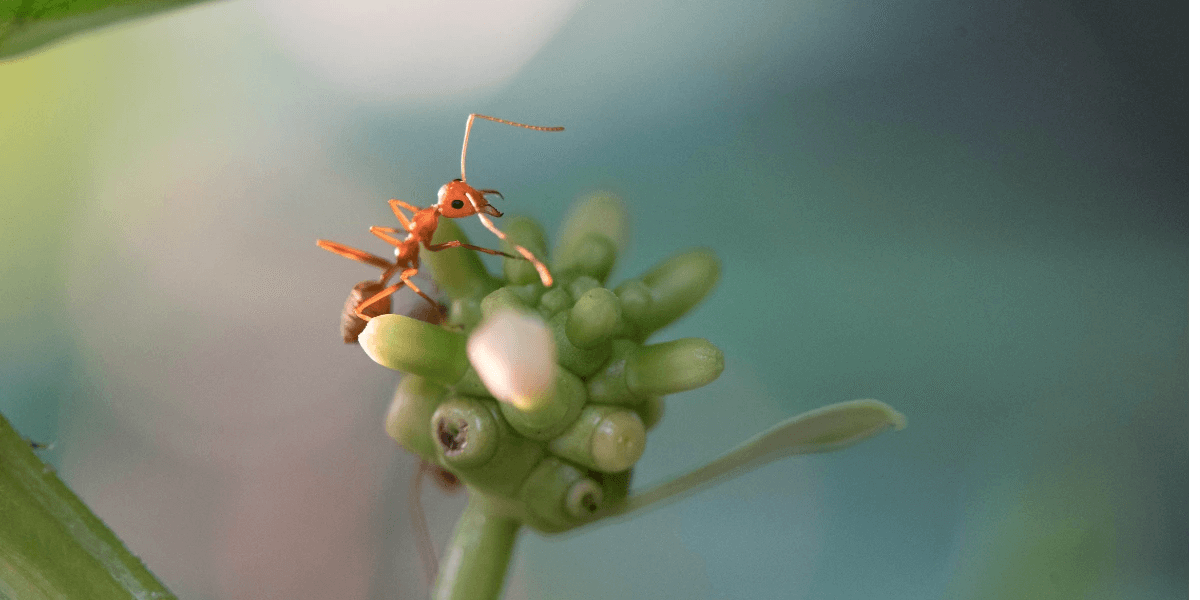 A close-up of a fire ant on a plant