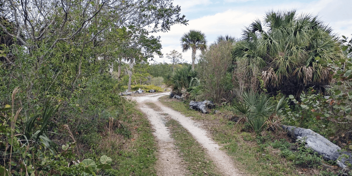 Hiking trail in Florida where fire ant mounds may possibly be found