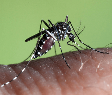 Aedes Albopictus.jpeg