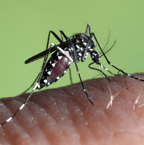 Aedes Albopictus.jpeg
