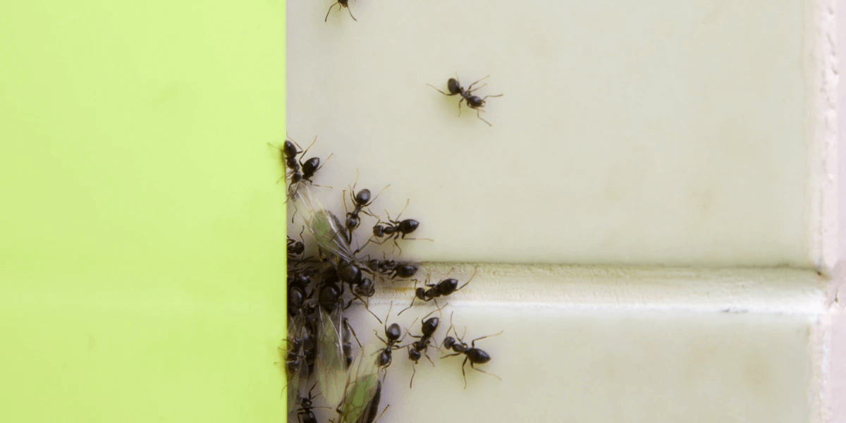 Ants in the baseboards and tiles of a house