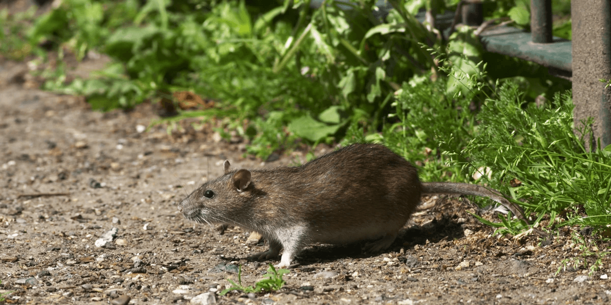 A picture of a Norway rat, a common species of rat found in Florida homes