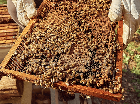 someone holding an artificial bee hive.jpeg