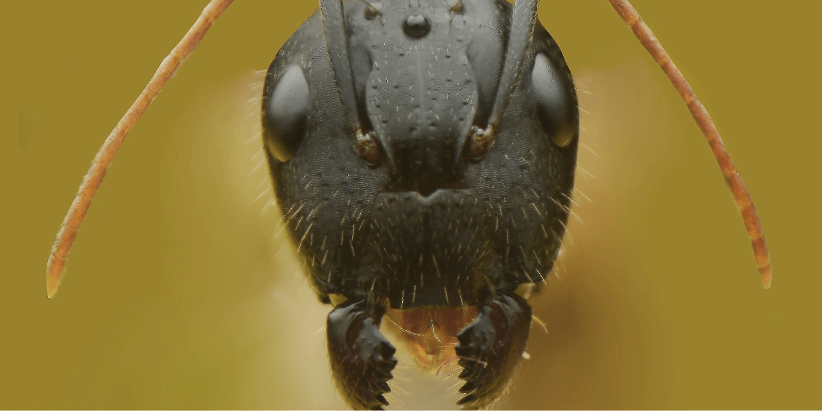A close up shot of the head of a carpenter ant