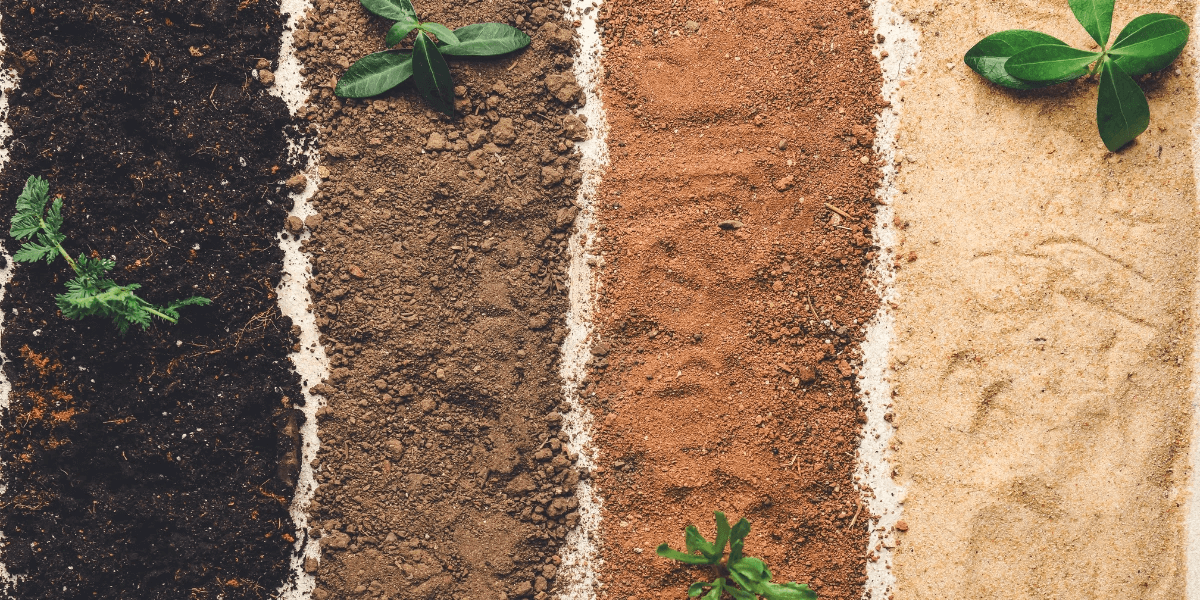 Four different types of soil laid out
