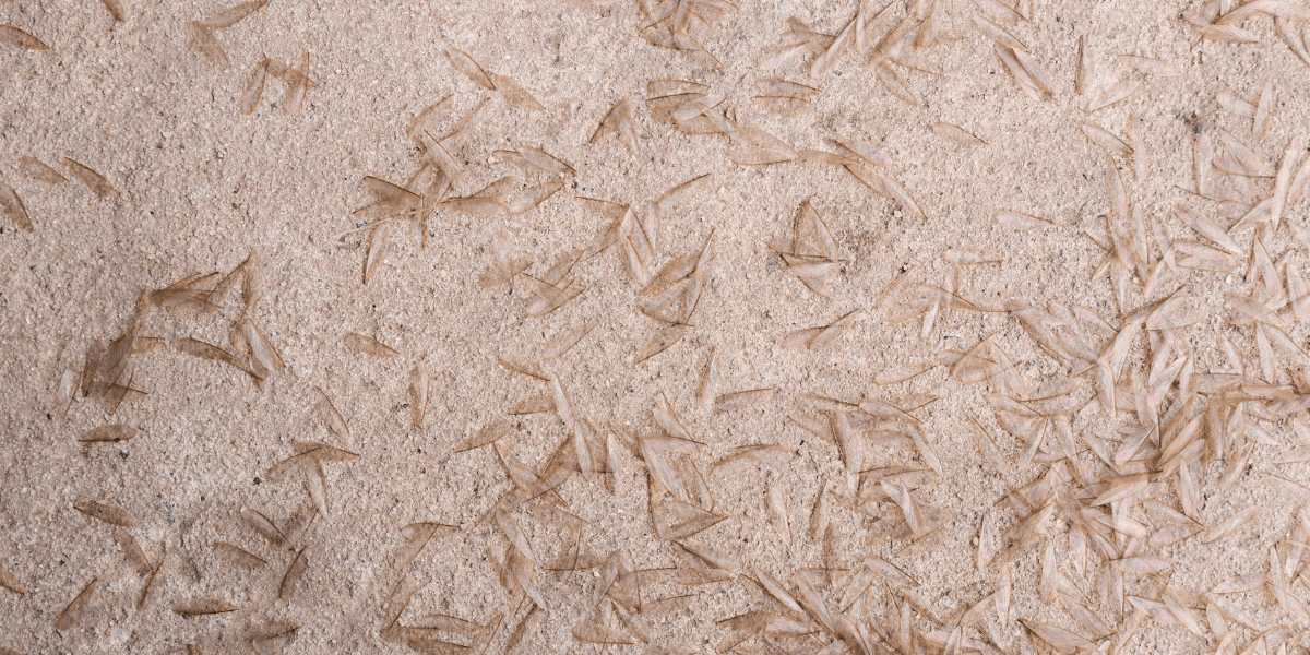 A picture of discarded wings from a termite infestation in Florida