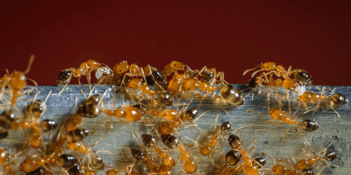 A group of Pharaoh ants roaming around for food