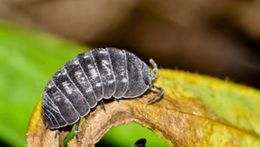 How to Keep Pill Bugs Out of Your Garden in Temecula, CA
