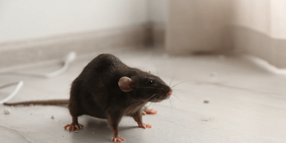 A rat on the floor of a house