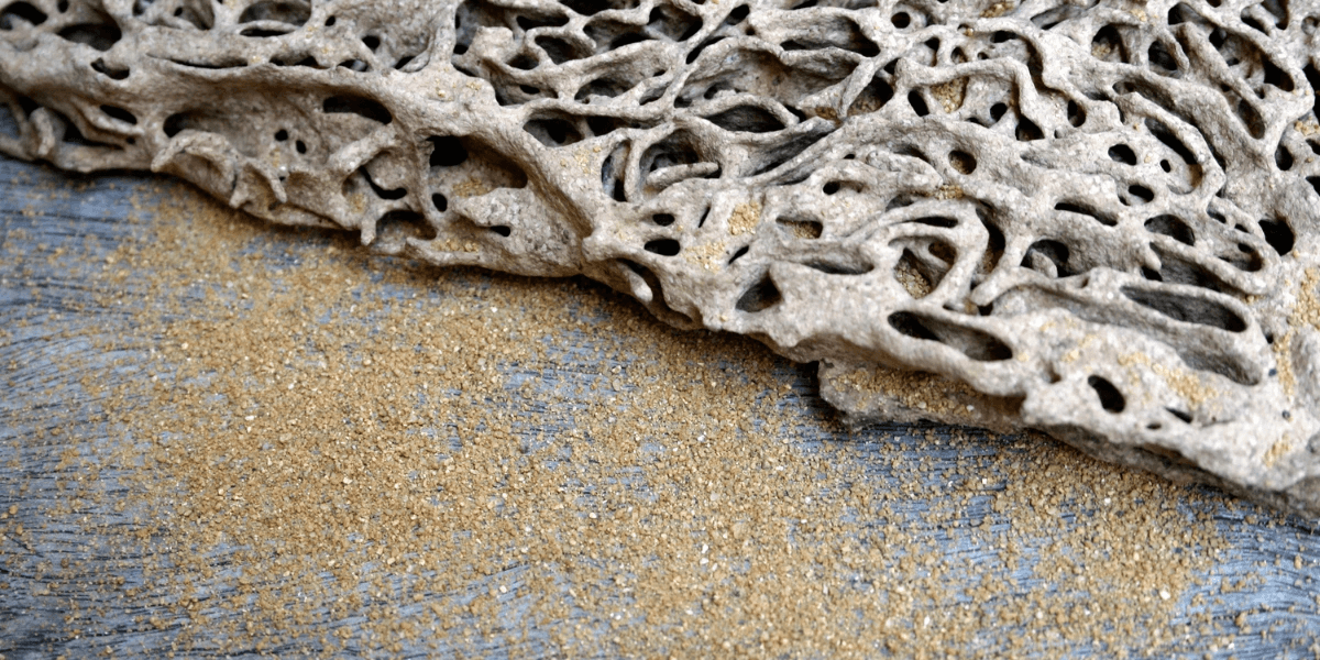 A close-up image of termites in Florida infesting a wooden structure, highlighting the importance of preventing termite infestations in Florida