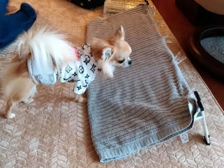 後ろ足をしっかり使おう