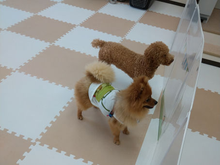 興奮しすぎました