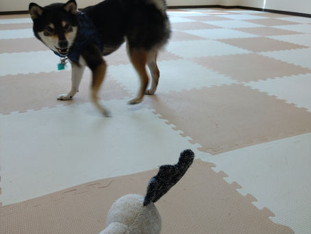 肉球触らせてくれますか