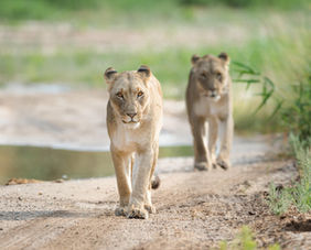 Jangwa Tours and Safaris - Namibia Tours