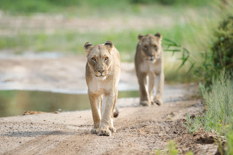 Jangwa Tours and Safaris - Namibia & Botswana Tours