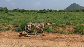 Cheetah walking on savanna.