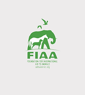 fifa.png
