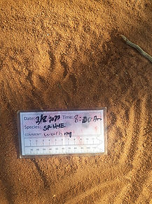 Cheetah track found on patrol
