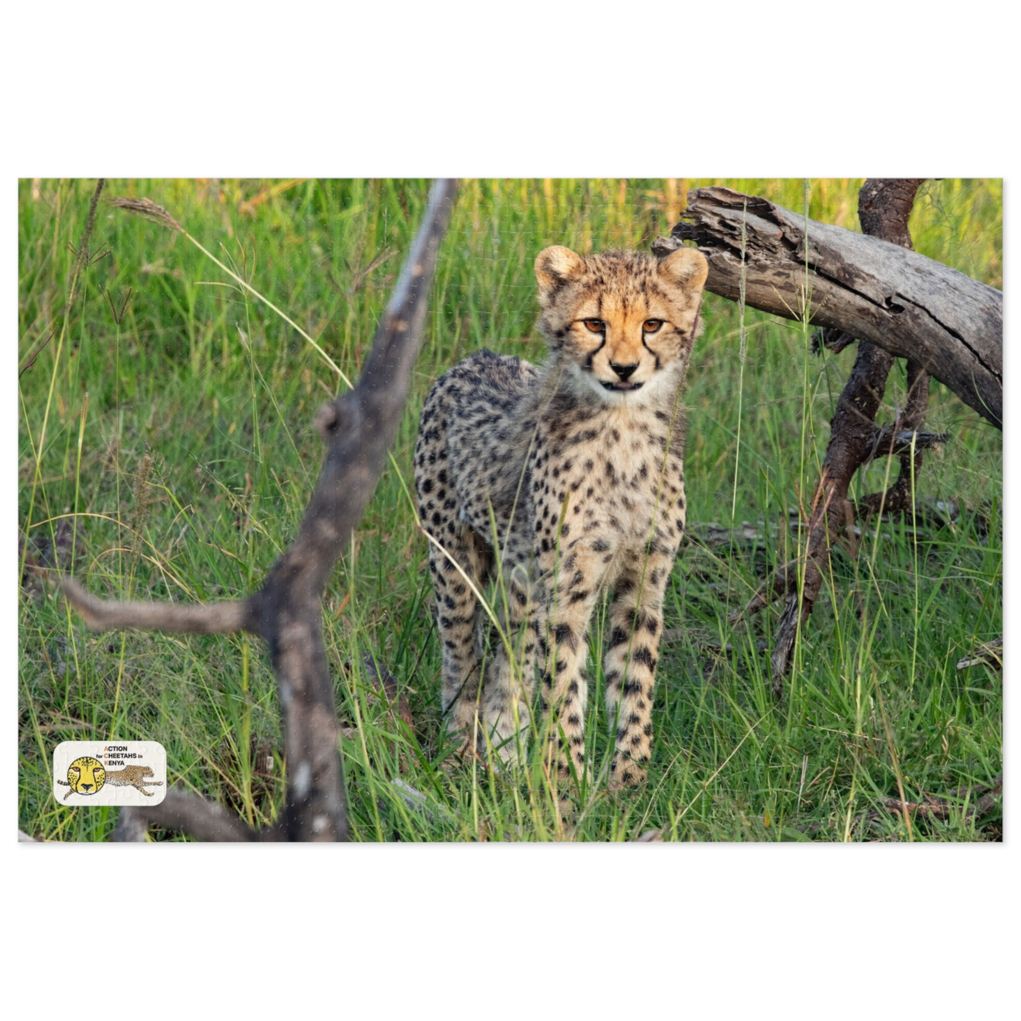 Jigsaw Puzzle: Cheetah Cub