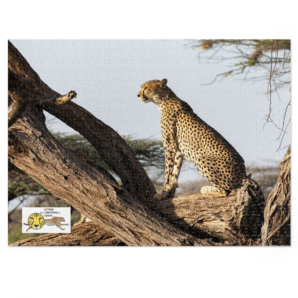 Thumbnail: Jigsaw Puzzle: Cheetah at Buffalo Springs National Reserve