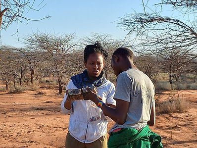 Camera trap monitoring