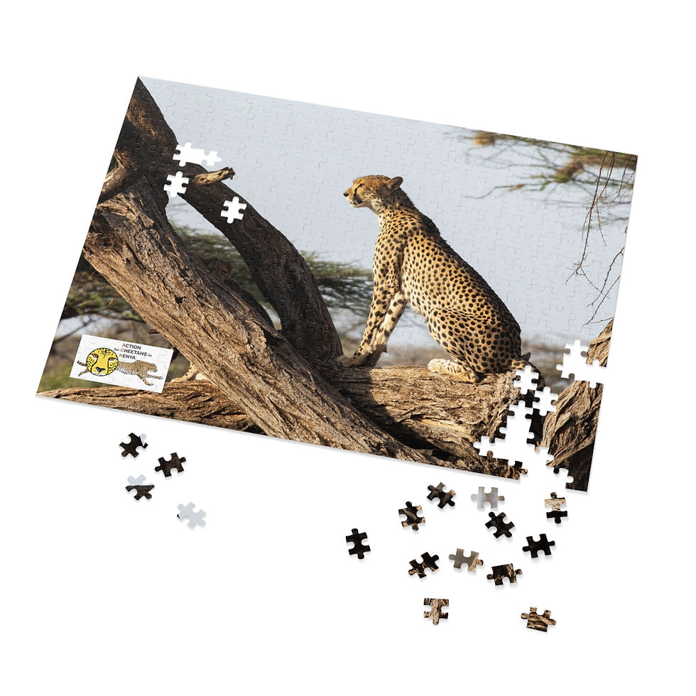 Thumbnail: Jigsaw Puzzle: Cheetah at Buffalo Springs National Reserve