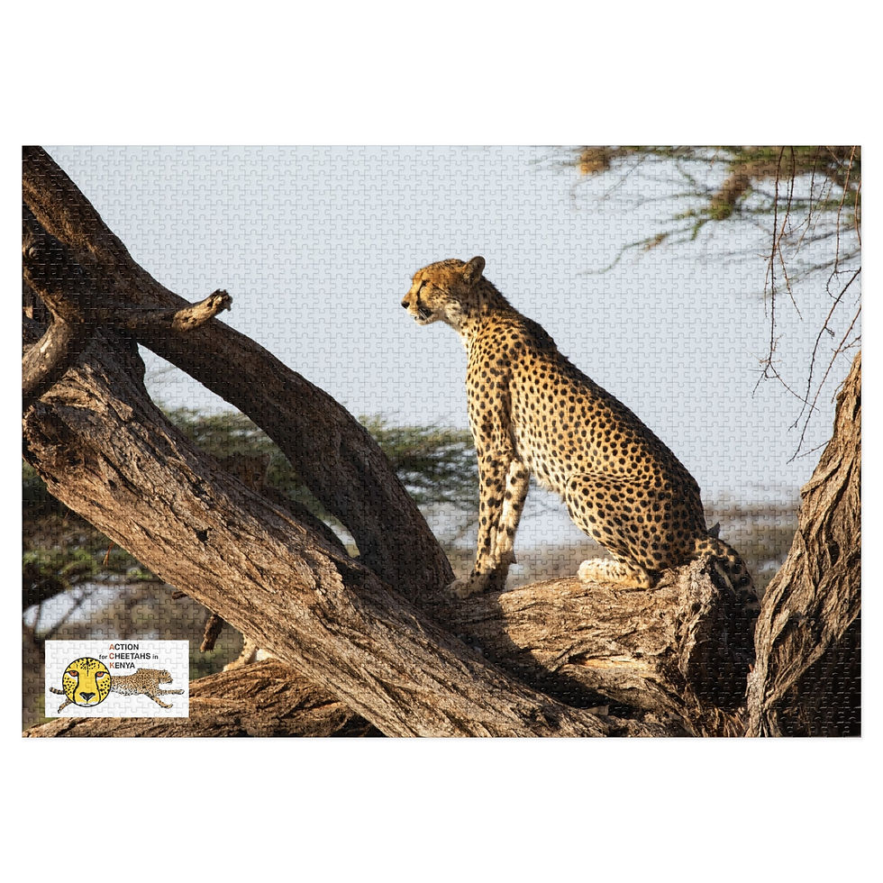Thumbnail: Jigsaw Puzzle: Cheetah at Buffalo Springs National Reserve
