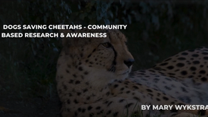 Dogs Saving Cheetahs: Community Based Research & Awareness