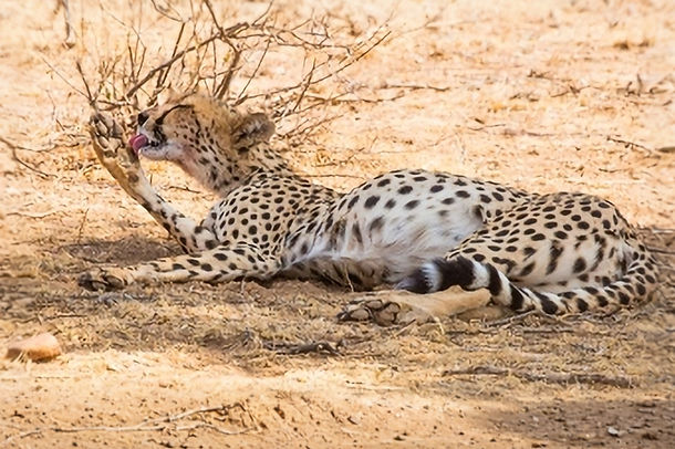 Cheetah grooming itself in Samburu National Reserve