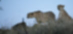 cheetah-hunt.jpg