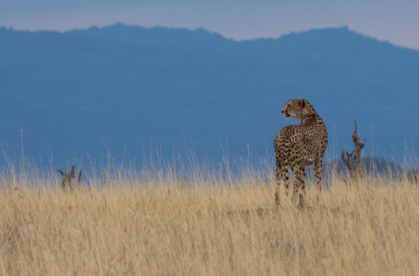 cheetah4_edited.jpg