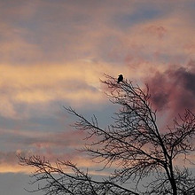tree-3189333_640.jpg