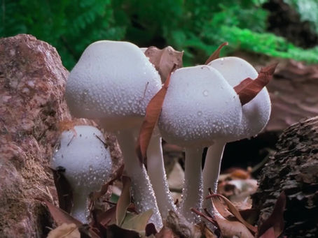 Fungos Fantásticos