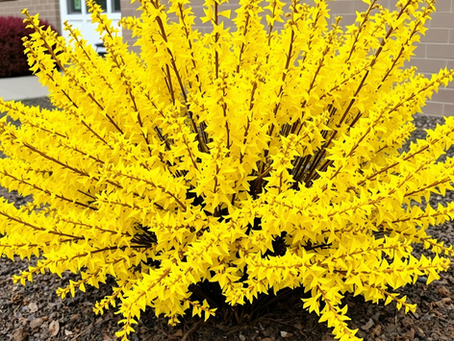 replace the whole front hedge yourself ..how hard could it be?