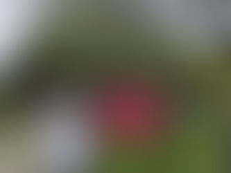 How we helped Miss Henry with her new Garden from Haverford Farms 