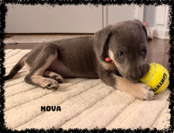 Nova