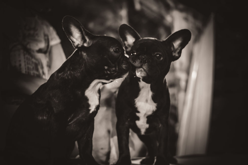 puppy portraits photography 