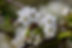 White Cherry Blossoms.jpg