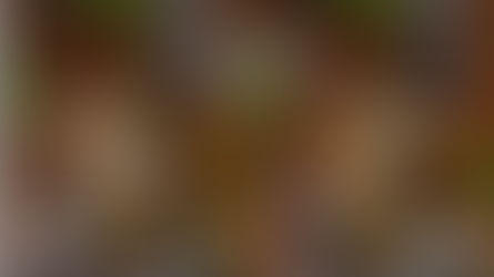 Празнично меню за Никулден 🐟🎄