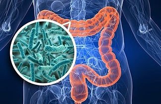 gut microbiome.jpeg
