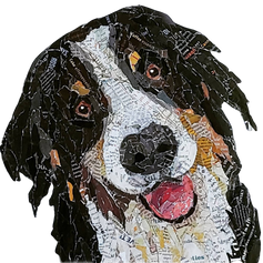 Chini - Bernese Mountain Dog_edited.png