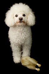 Luli - The Poodle