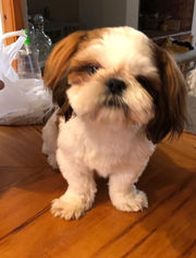 Ramon - The Shih Tzu