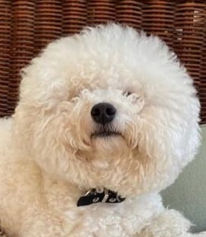 Quico Bichon Frisé