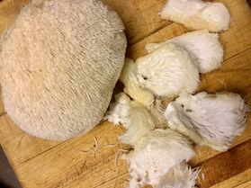 lion's mane mushrooms: tips & recipe ideas