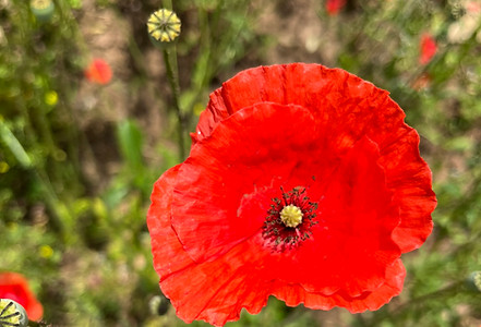 IMG_0151.JPEG