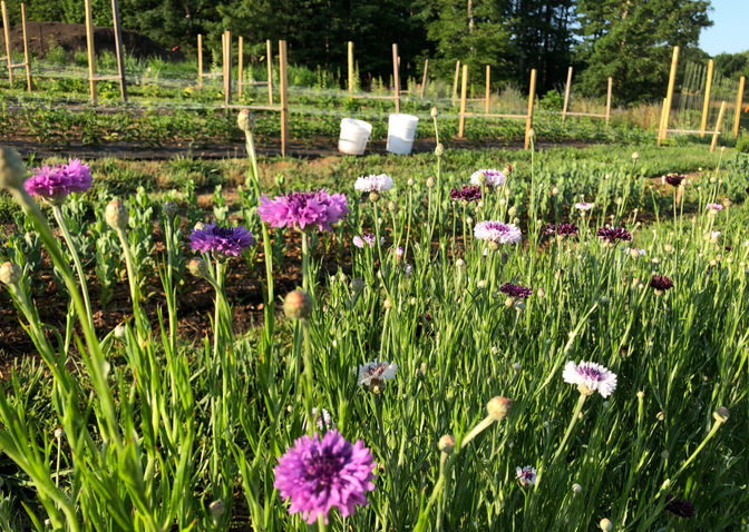 The Blossom Farm flower field showing Bachelor's Buttons